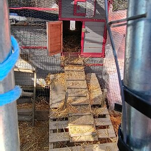 Media '1000001287.jpg' in category 'Chicken Coops & Runs'