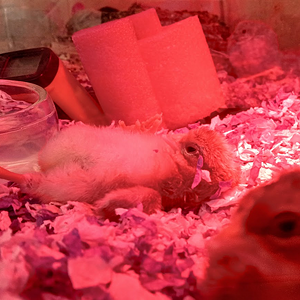 Media '83.png' in album 'Cutest Couples Photo Contest—Poultry Edition'