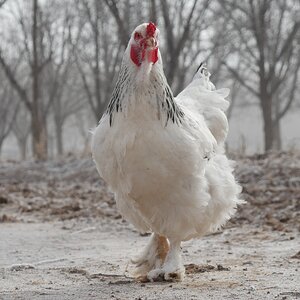 Brahms my Brahma hen