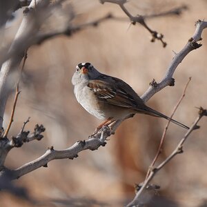 Crowned sparrow