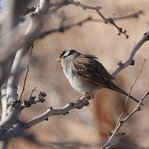 Crowned sparrow