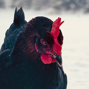 Media '89.jpeg' in album '2025/2026 Winter on the Farm Photo Contest'