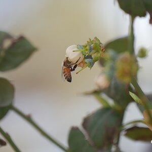 Bee on my blueberry bush