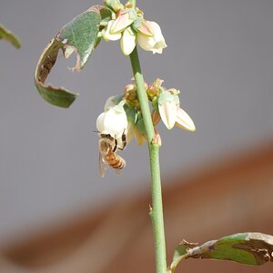 Bee on my blueberry bush