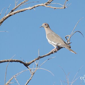 White winged dove