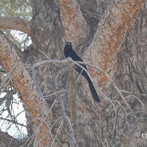 Great tailed grackle