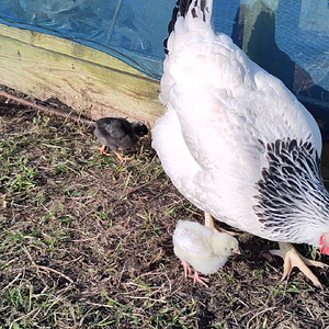 Chicks out on the field