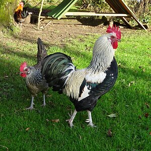 Gwynedd n A Dec 25.JPG