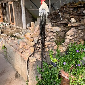 Media 'IMG_7344.jpeg' in category 'Chicken Breeds'