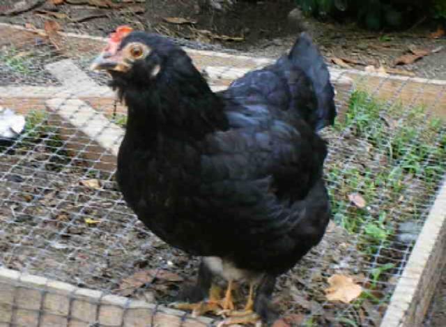 10007_a_four_legged_chicken.jpeg