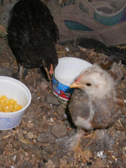 10007_blackie_and_cream_baby.jpg
