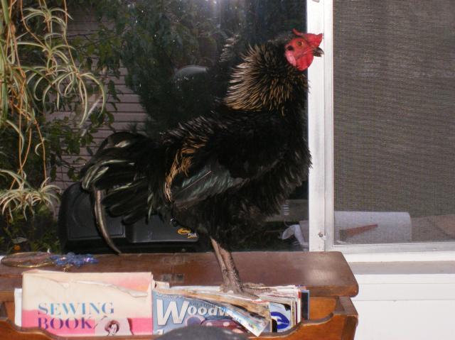 10007_chickie_at_window_sideways.jpg