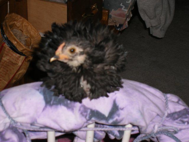 10007_chickie_on_chair_perch.jpg