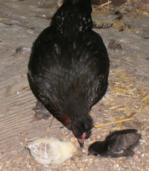 10007_cute_of_honker_and_her_babies.jpg