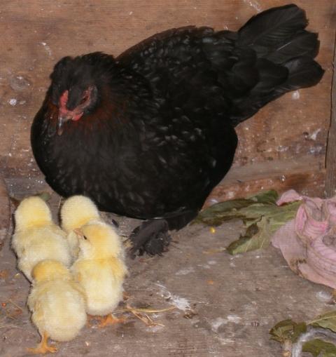 10007_honker_and_four_babies_cut.jpg