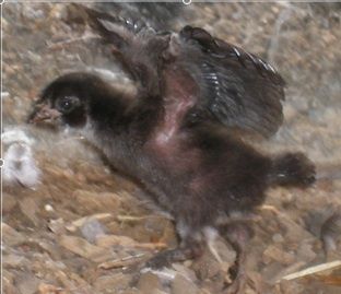 10007_honker_as_a_baby_chick_flapping.jpg