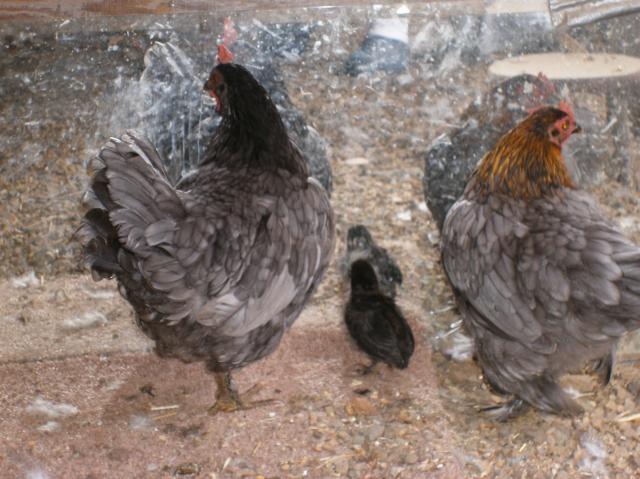 10007_honker_as_a_baby_looking_in_mirror_with_mama_and_little_hen.jpg