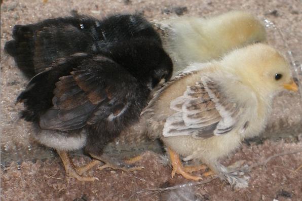 10007_honker_babies_next_to_mirror.jpg