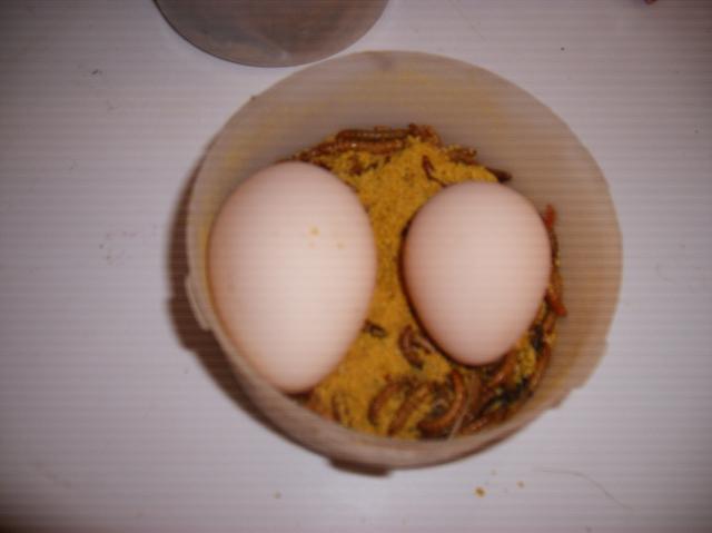 10007_honkers_huge_egg.jpg