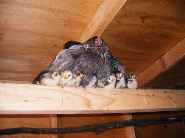 10007_minnie_and_babies_on_roost_first_night.jpg