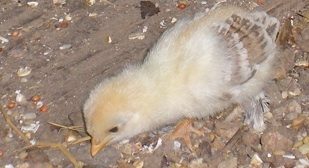 10007_pretty_roo_baby.jpg