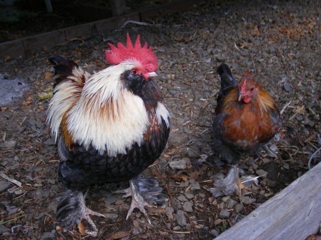 10007_roo_and_henny_penny.jpg