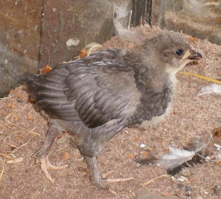 10007_roo_baby.jpg