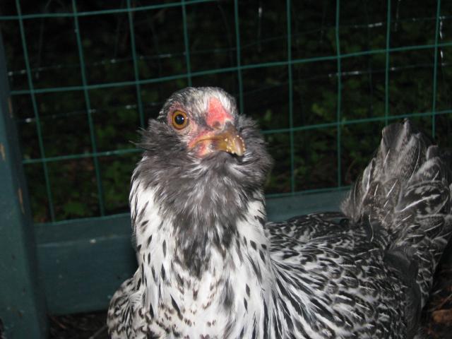 100083_chickens_002.jpg