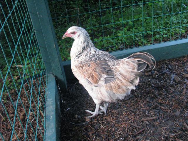 100083_chickens_004.jpg