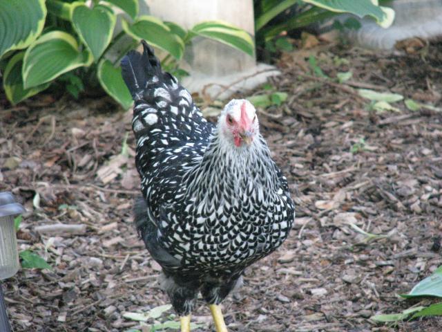 100083_chickens_039.jpg