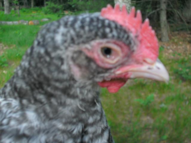 100113_chick1_2.jpg