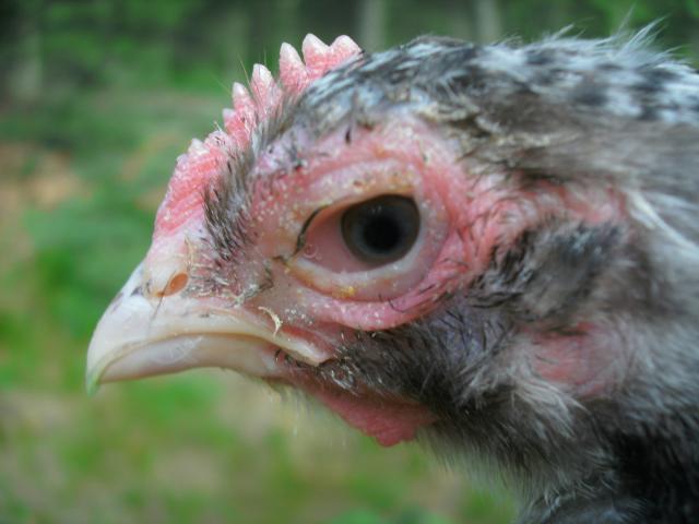 100113_chick3.jpg