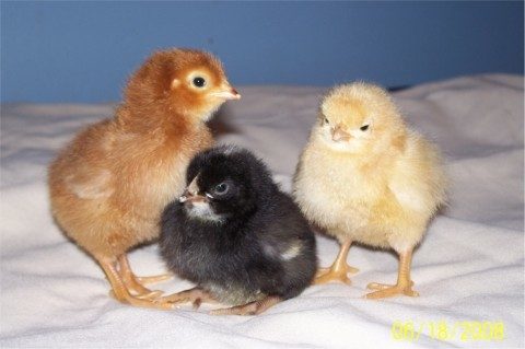 10017_3_chicks.jpg