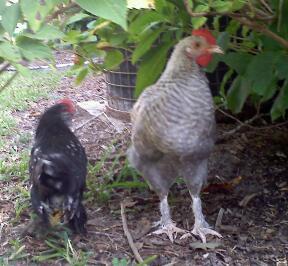 100180_marans.jpg