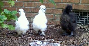 100180_silkies.jpg