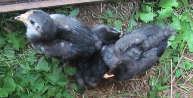 100195_three_chicks_5.jpg