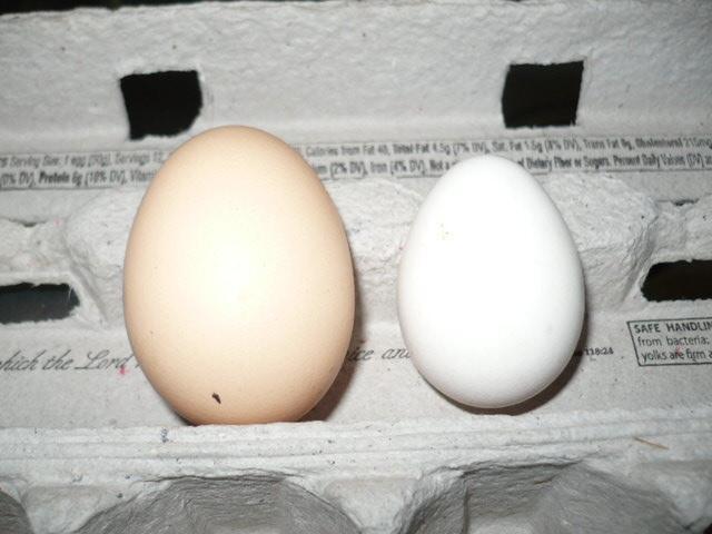 100296_6-2_egg_size.jpg