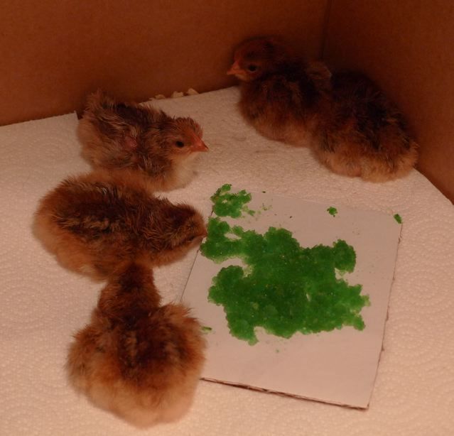 10034_hatchpic1.jpg
