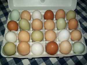 10035_eggs.jpg