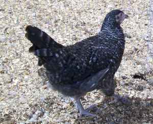 10035_trio_pullet.jpg