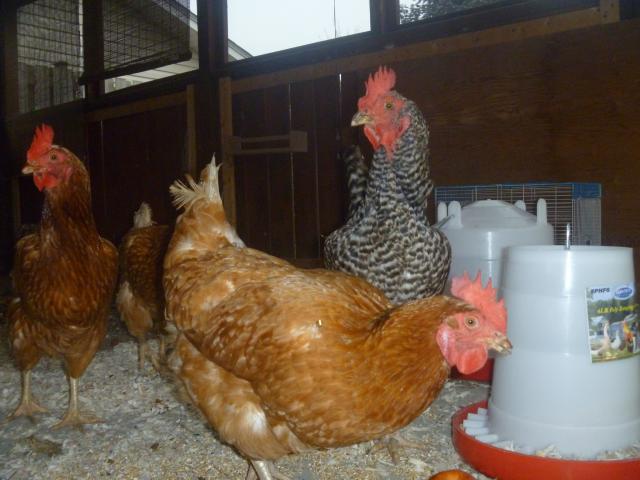 100379_chicken_photos_159.jpg