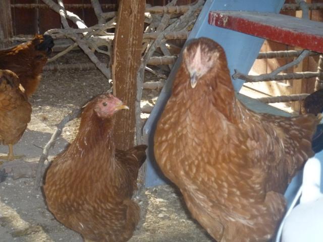 100379_chicken_pictures_8oct2011_003.jpg