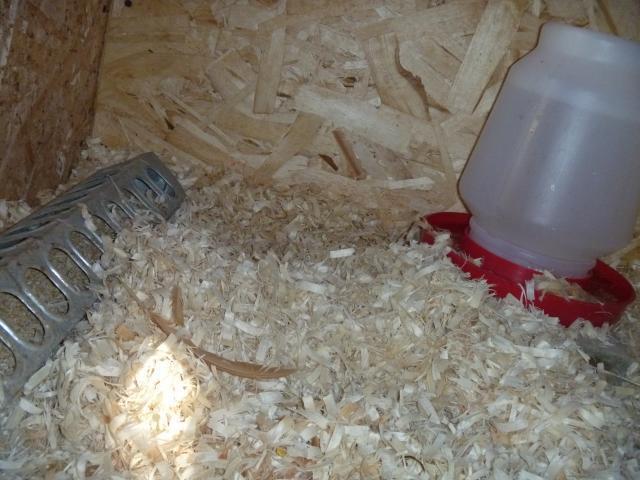 100379_chicken_sep13_065.jpg