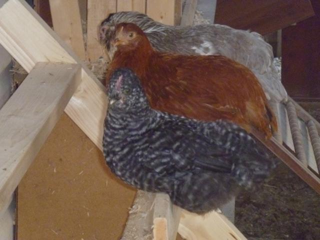 100379_more_chicken_pictures_042.jpg