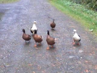 100389_ducks_on_the_run.jpg