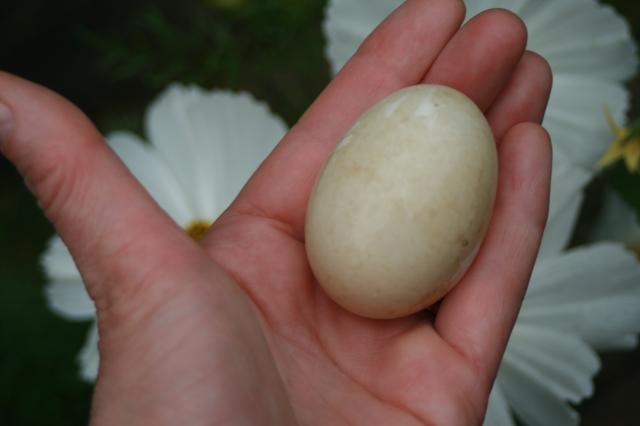 100389_first_egg_023.jpg