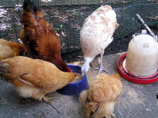 10039_-pict0029.jpg