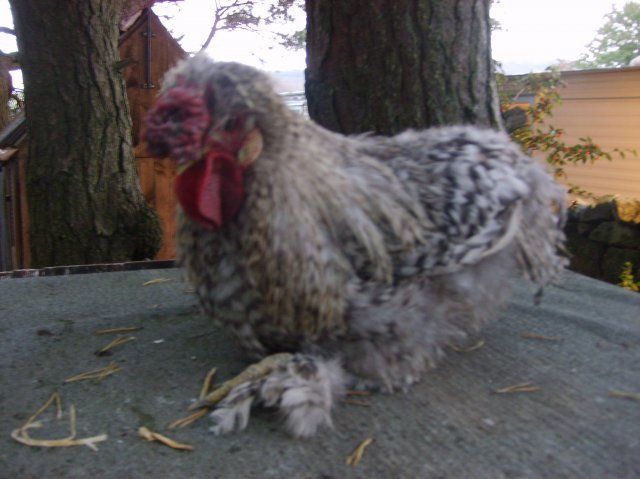10042_chicks_006.jpg