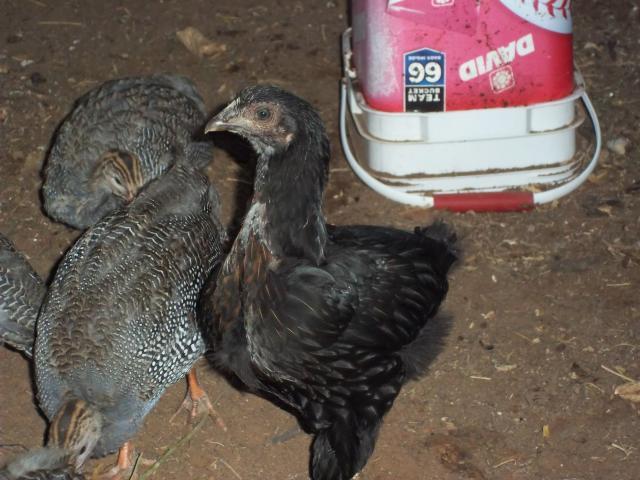 100505_chickens_009.jpg