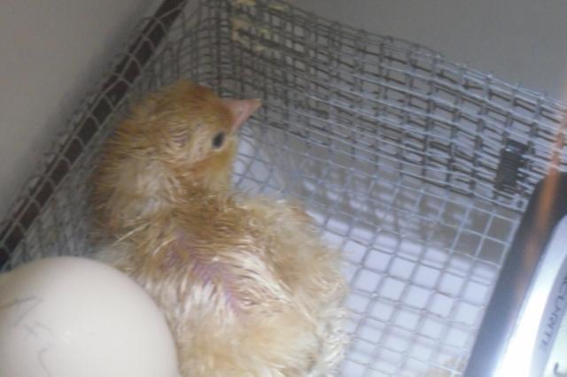 100537_1st_chick.jpg